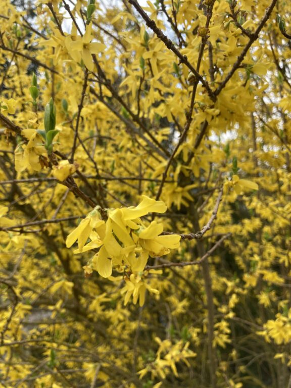 20. ZIOŁA I KWIATY NASZYCH ŁĄK – Żółta dama wiosny – forsycja
